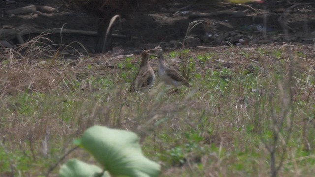 tanımsız Gallinago sp. - ML657695349