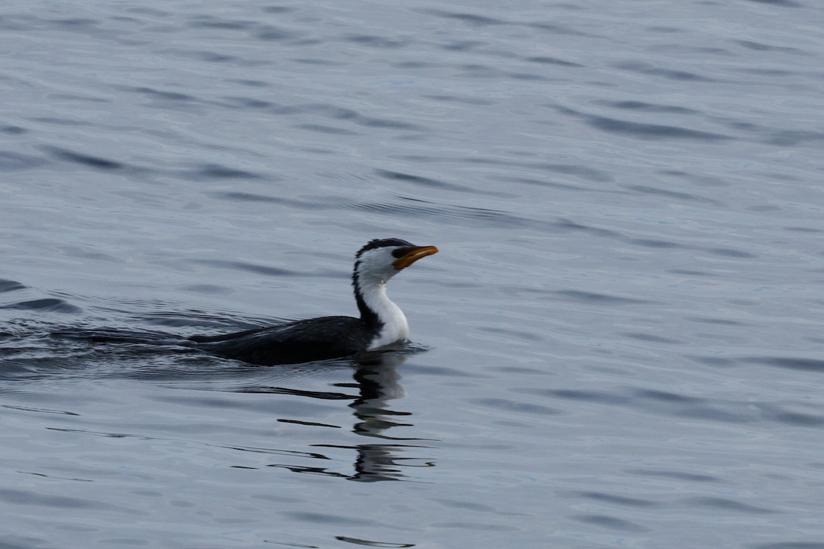 Little Pied Cormorant - ML657695442