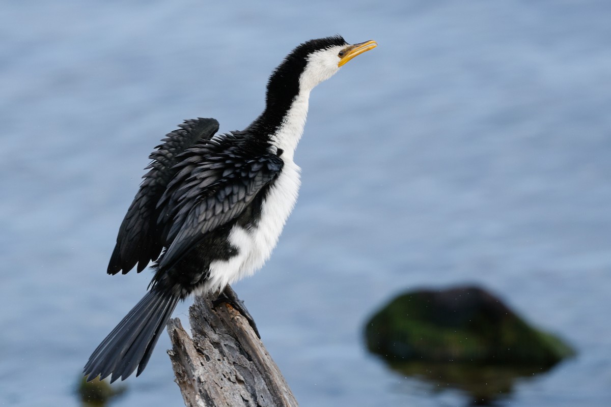 Little Pied Cormorant - ML657695444