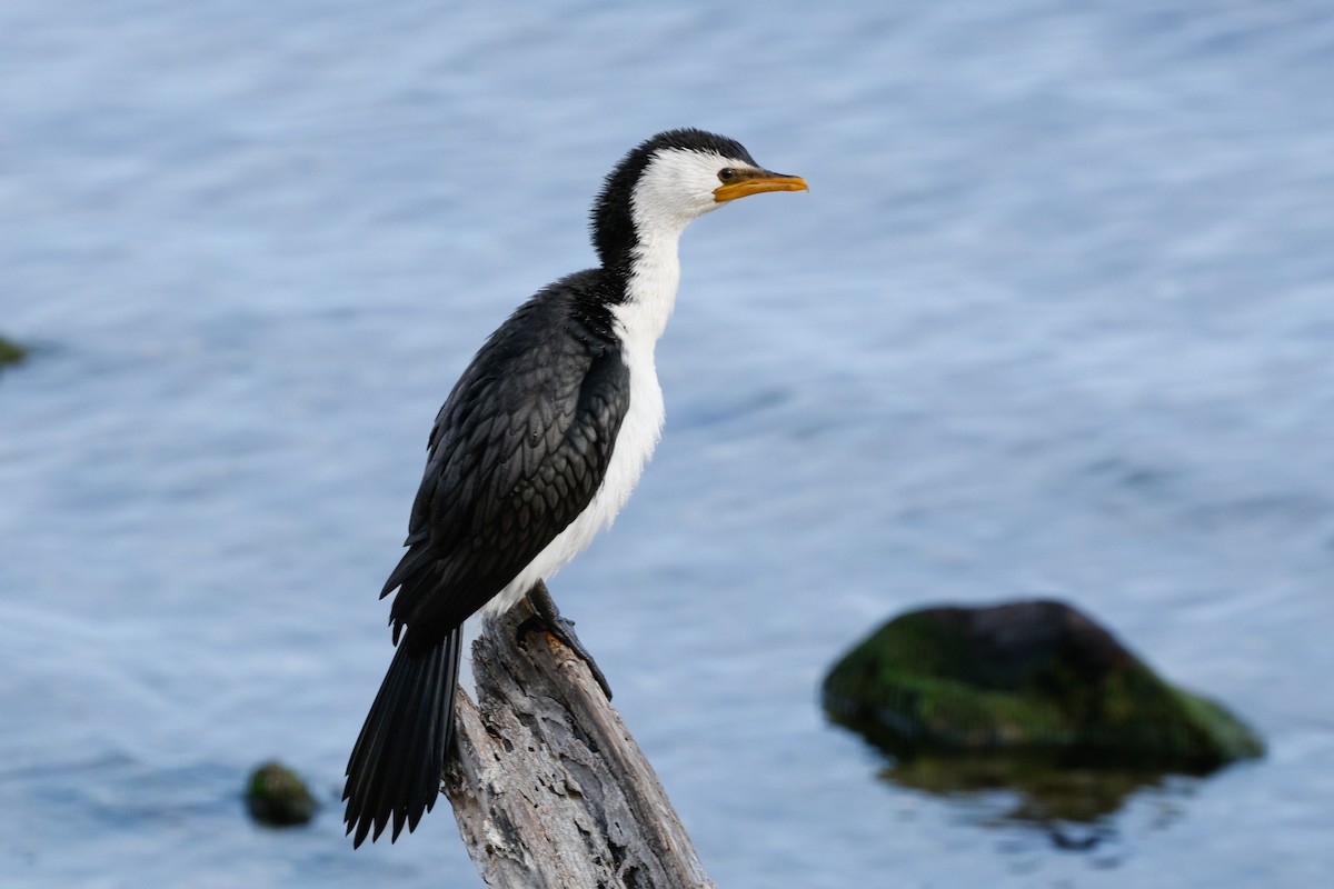 Little Pied Cormorant - ML657695445