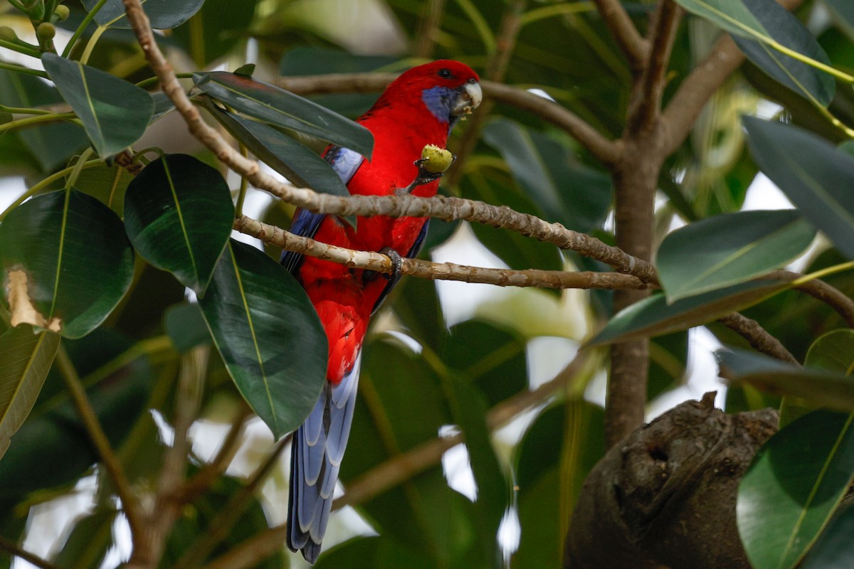 Crimson Rosella - ML657695455