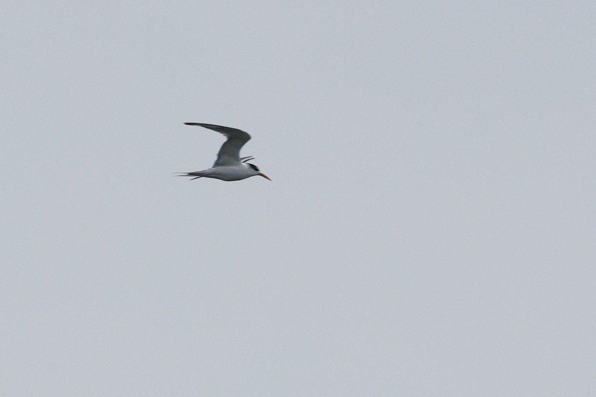 Great Crested Tern - ML657695456