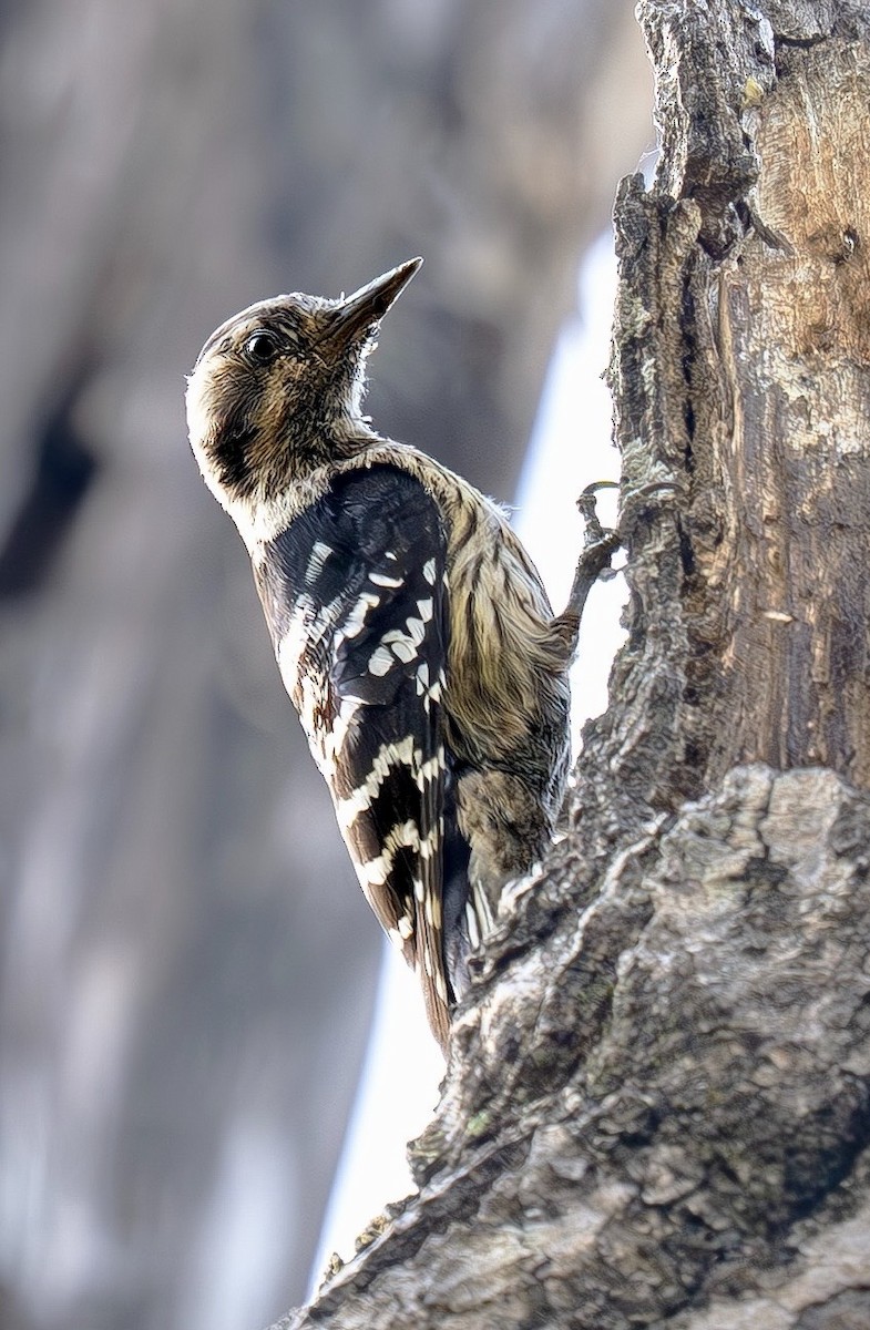 Gray-capped Pygmy Woodpecker - ML657695610