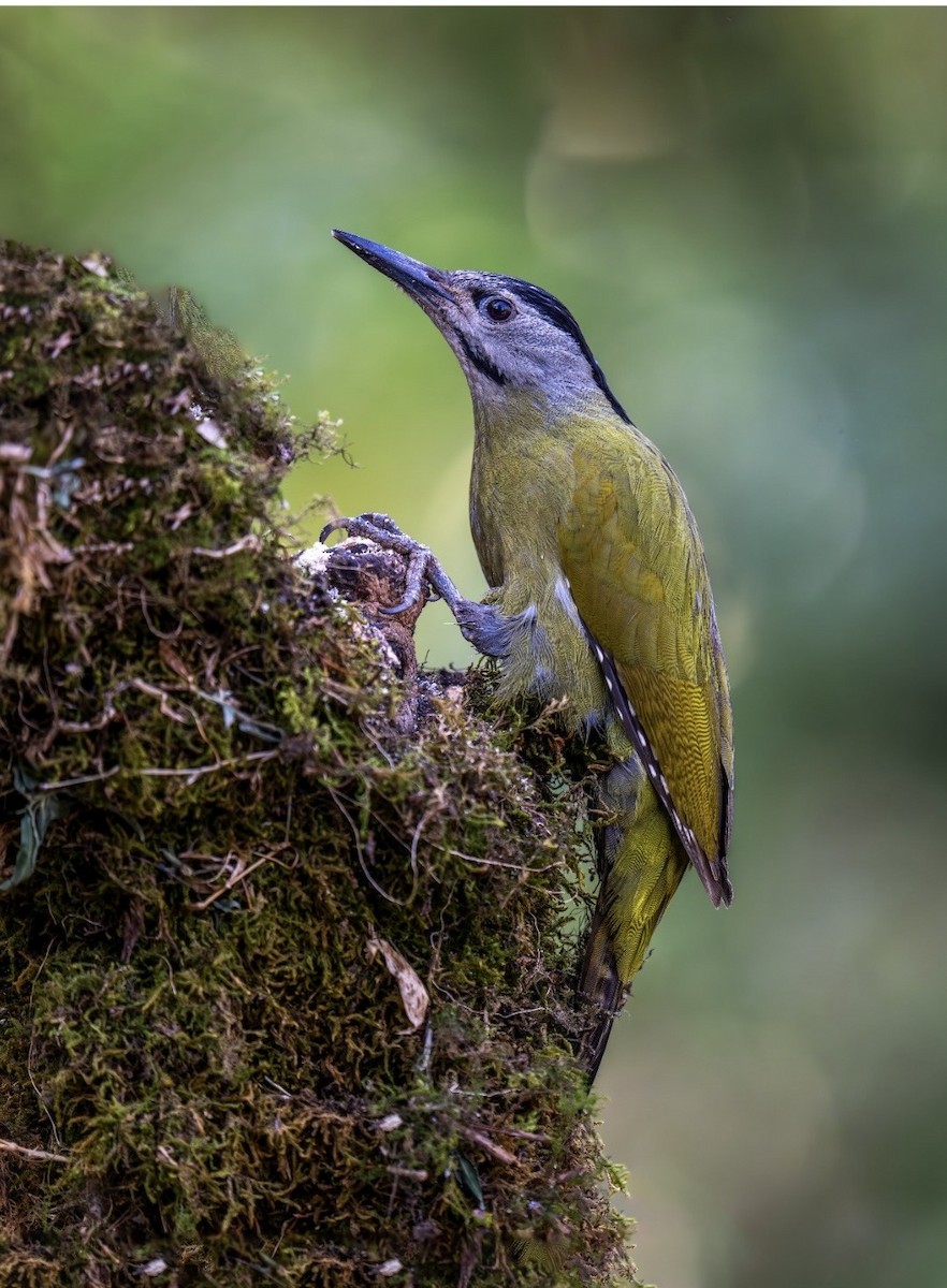 Gray-headed Woodpecker - ML657695684
