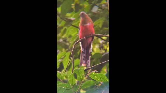 Rotkopftrogon - ML657695726