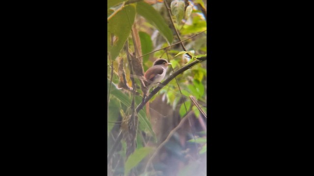 Schwarzbrauen-Breitrachen - ML657695743