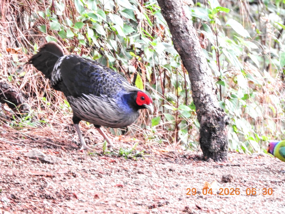 Kalij Pheasant - ML657695754