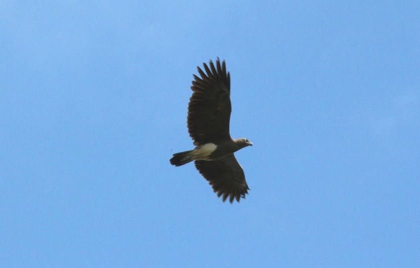 Lesser Fish-Eagle - ML657695827