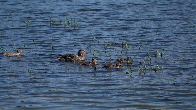 Stockente - ML657696231