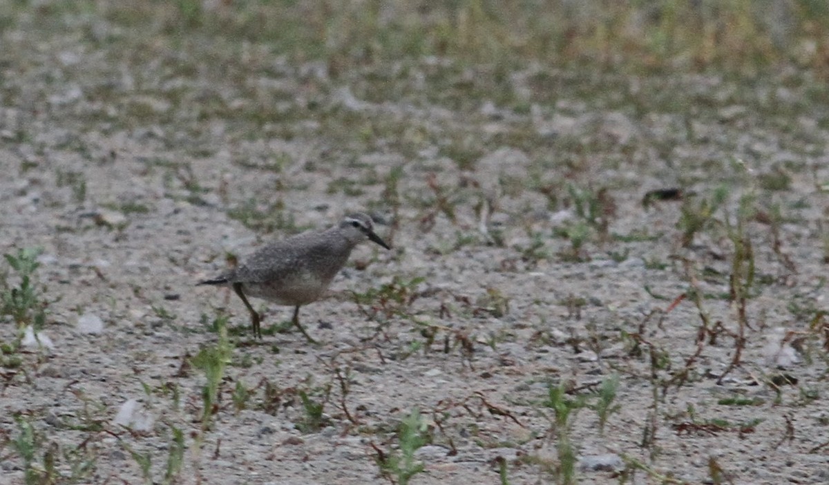 Red Knot - ML65769631