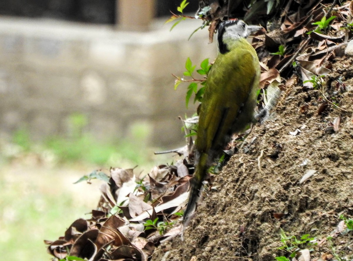 Gray-headed Woodpecker - ML657696448