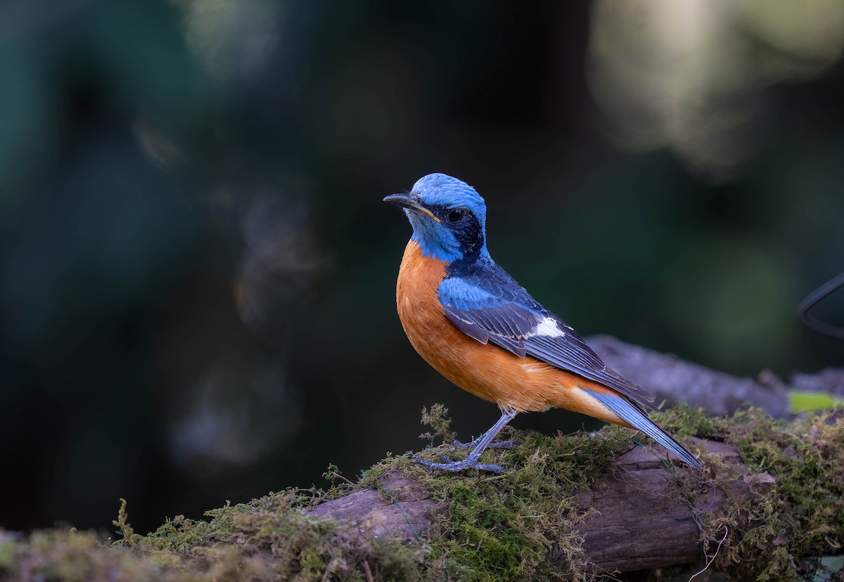 Blue-capped Rock-Thrush - ML657696745