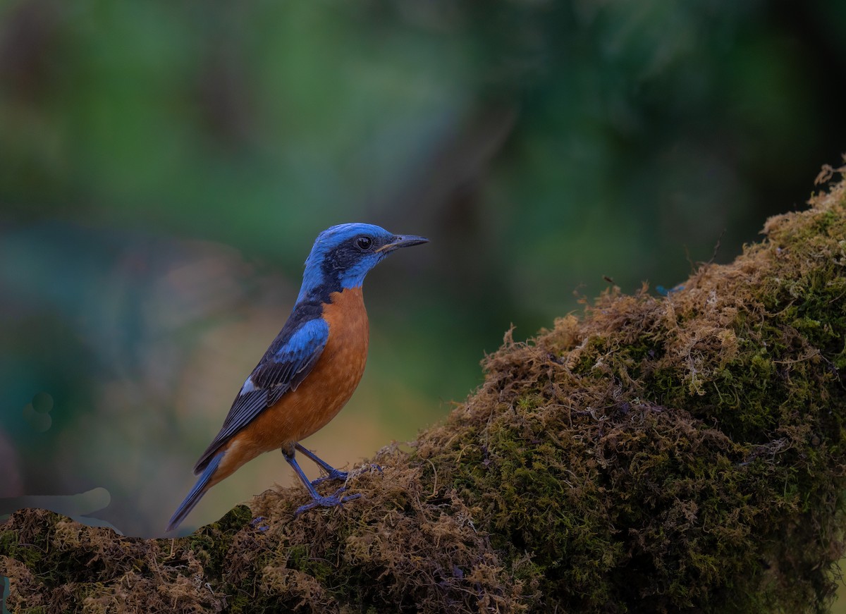 Blue-capped Rock-Thrush - ML657696746
