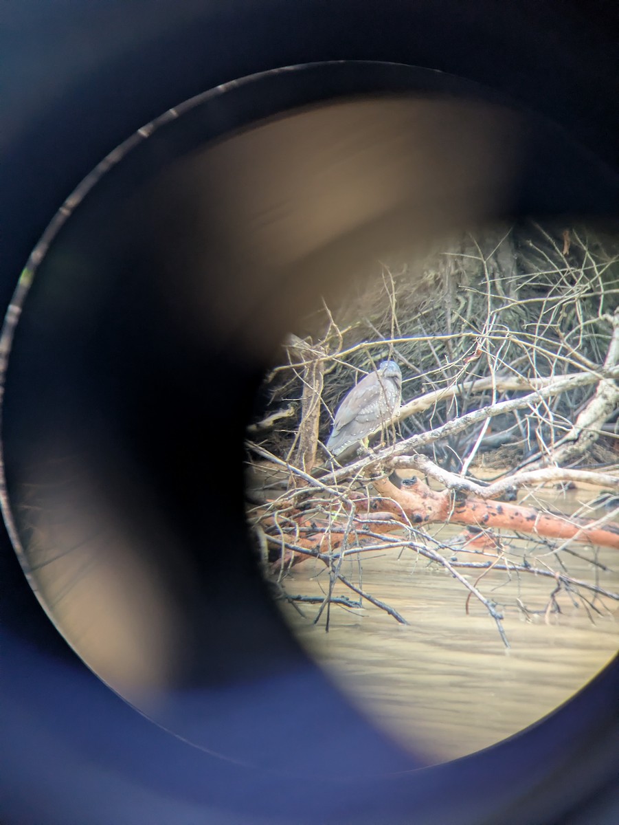 Black-crowned Night Heron - ML657696925