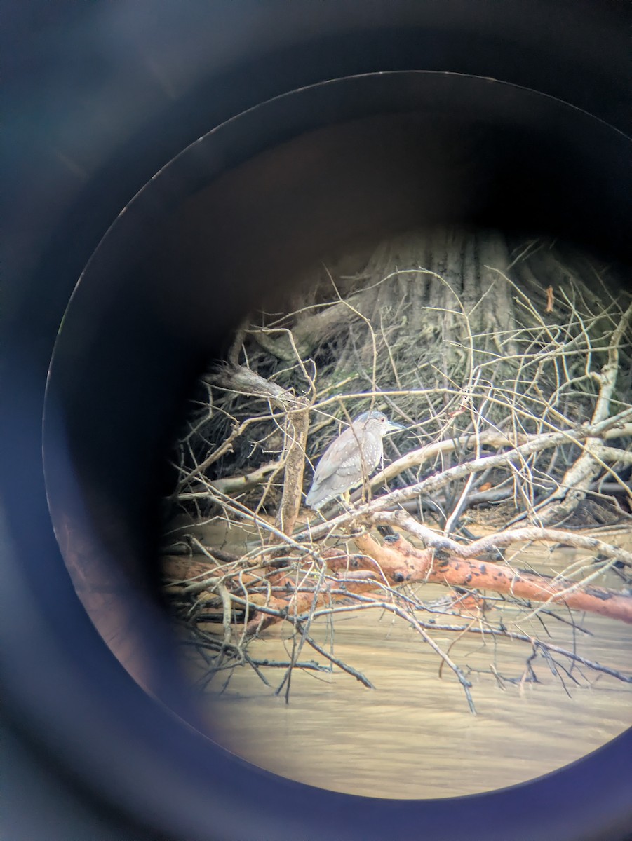 Black-crowned Night Heron - ML657696926