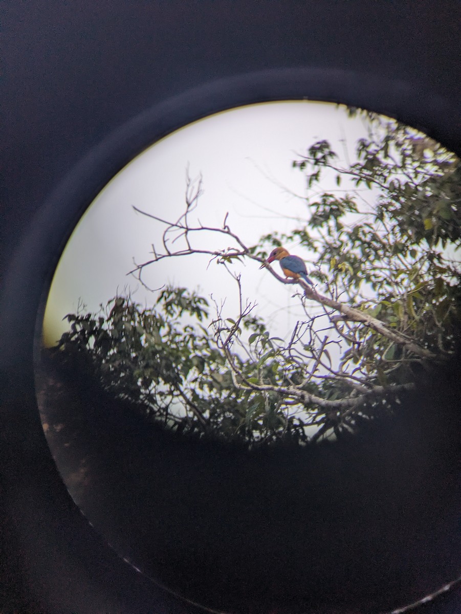Stork-billed Kingfisher - ML657696935