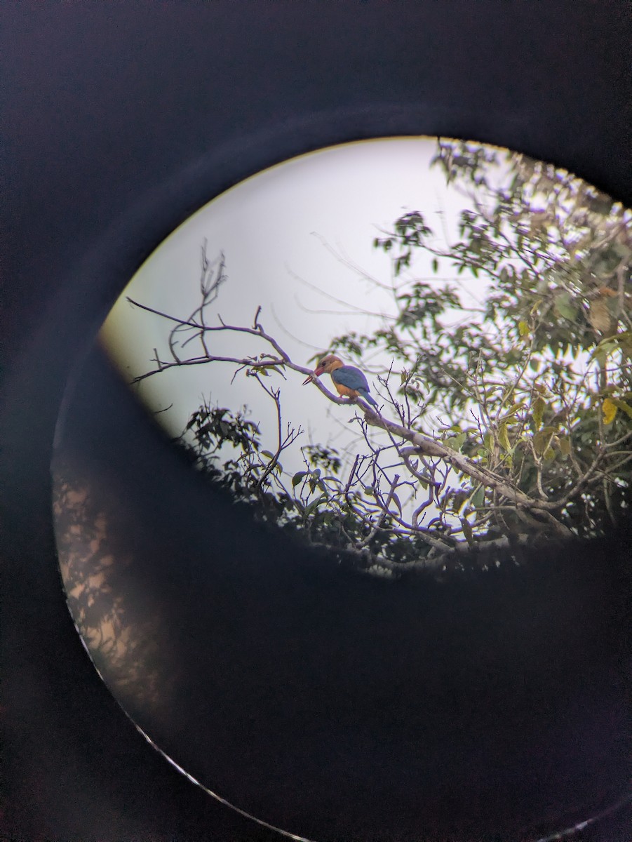 Stork-billed Kingfisher - ML657696943