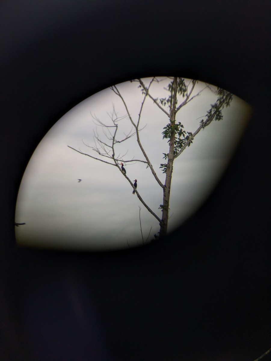 Rhinoceros Hornbill - ML657696955