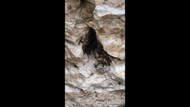 Siyah Çorba Yelyutanı - ML657696961