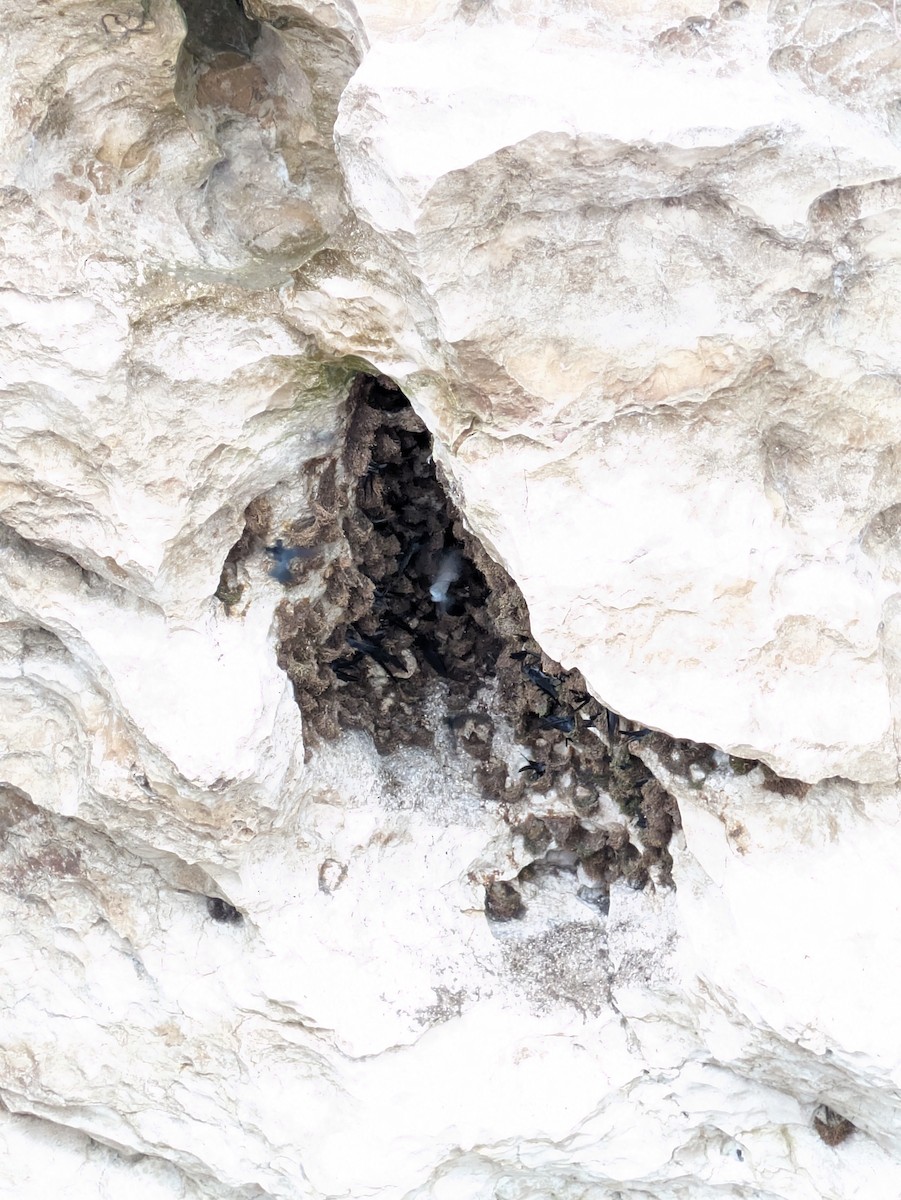 Black-nest Swiftlet - ML657696962
