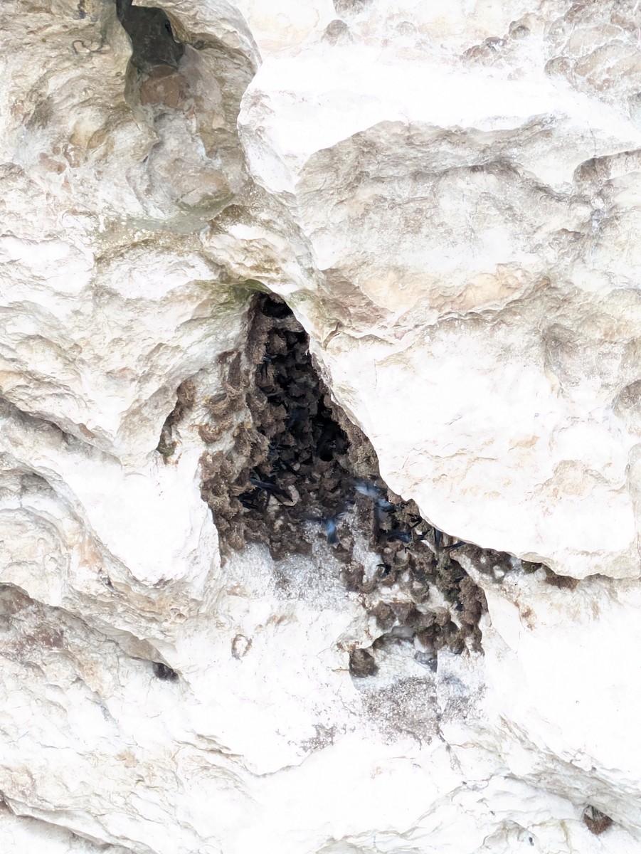 Black-nest Swiftlet - ML657696963