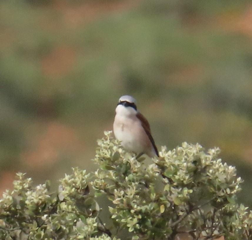 Red-backed Shrike - ML657697130