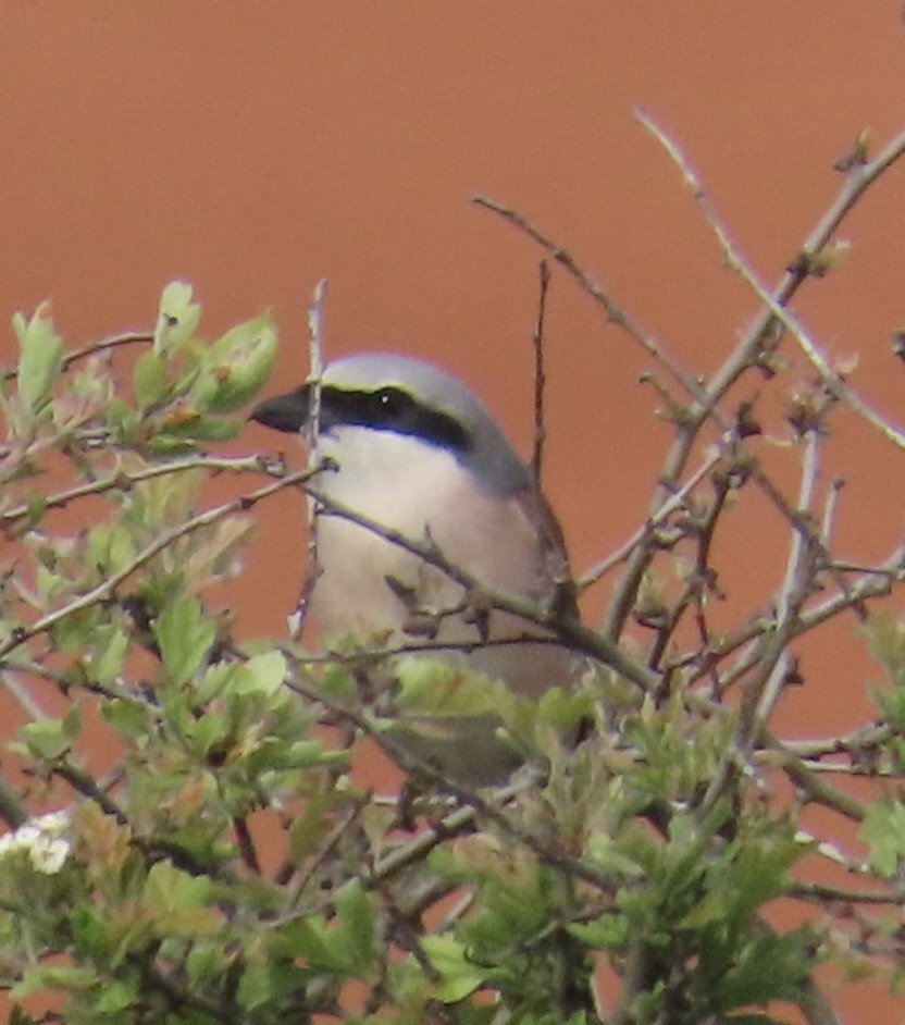 Red-backed Shrike - ML657697131