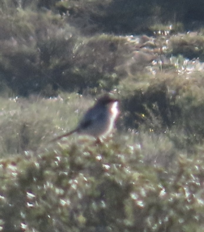 Iberian Gray Shrike - ML657697176