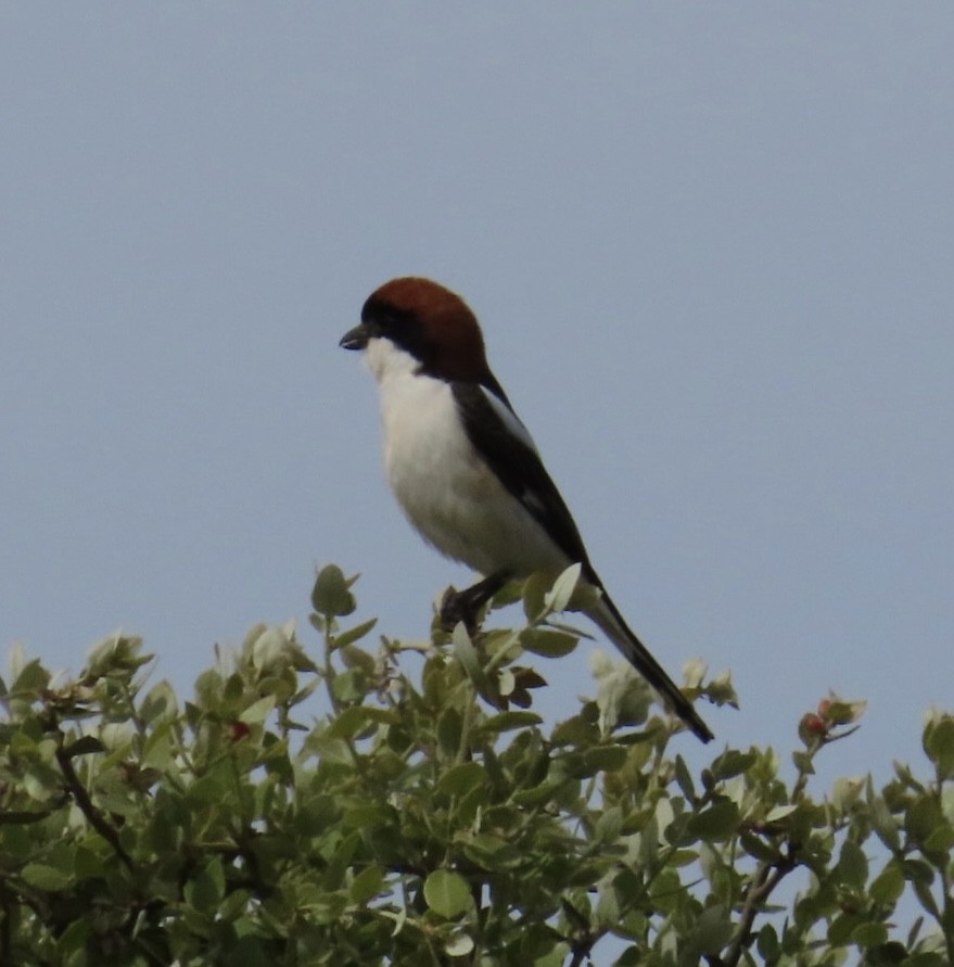 Woodchat Shrike - ML657697189