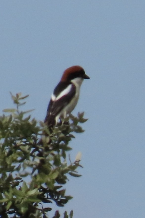 Woodchat Shrike - ML657697190