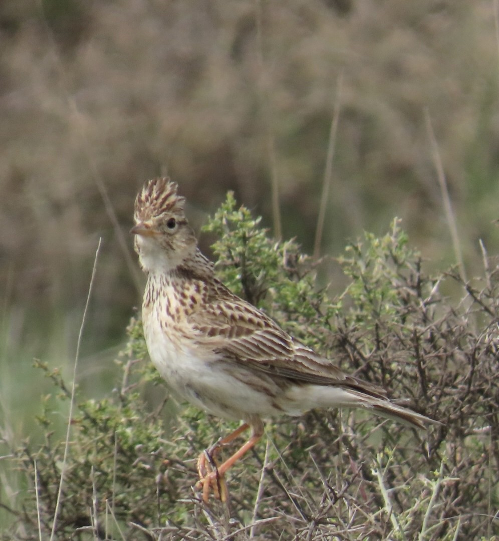 Eurasian Skylark - ML657697202