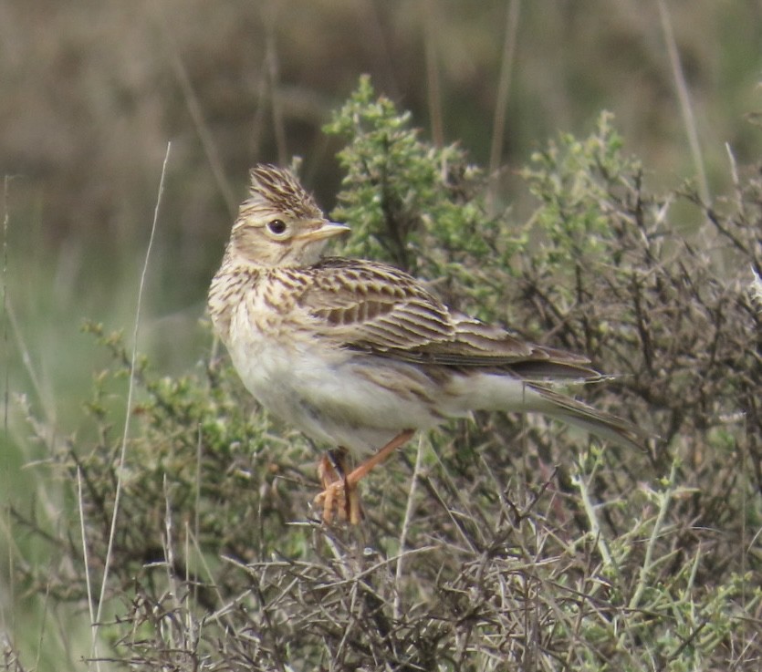 Eurasian Skylark - ML657697203