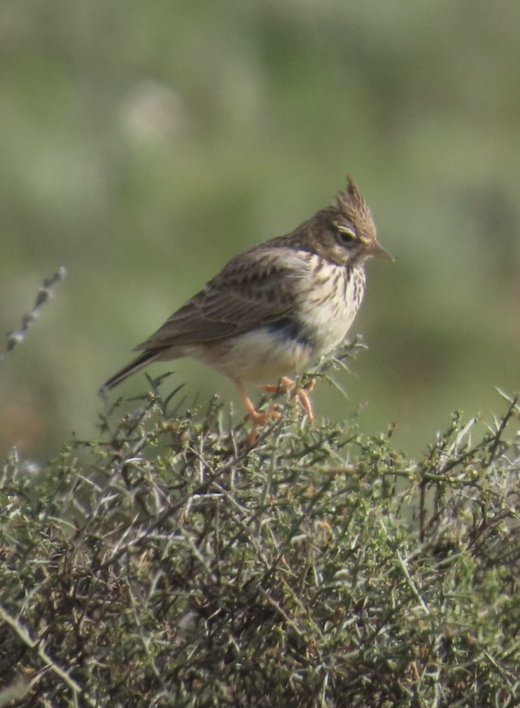 Thekla's Lark - ML657697344