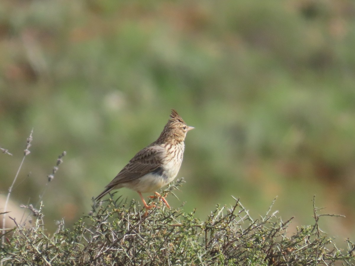 Thekla's Lark - ML657697345