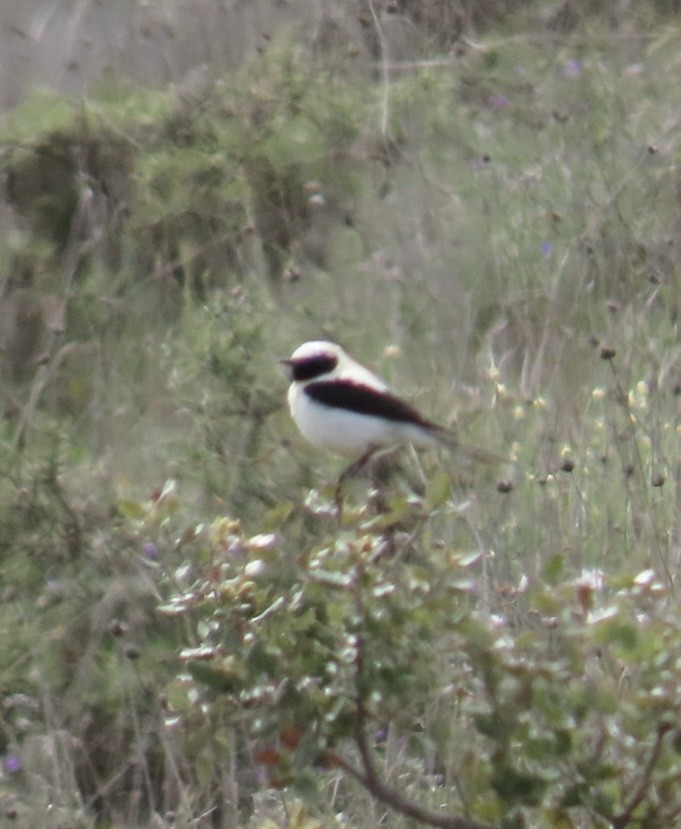 Western Black-eared Wheatear - ML657697359