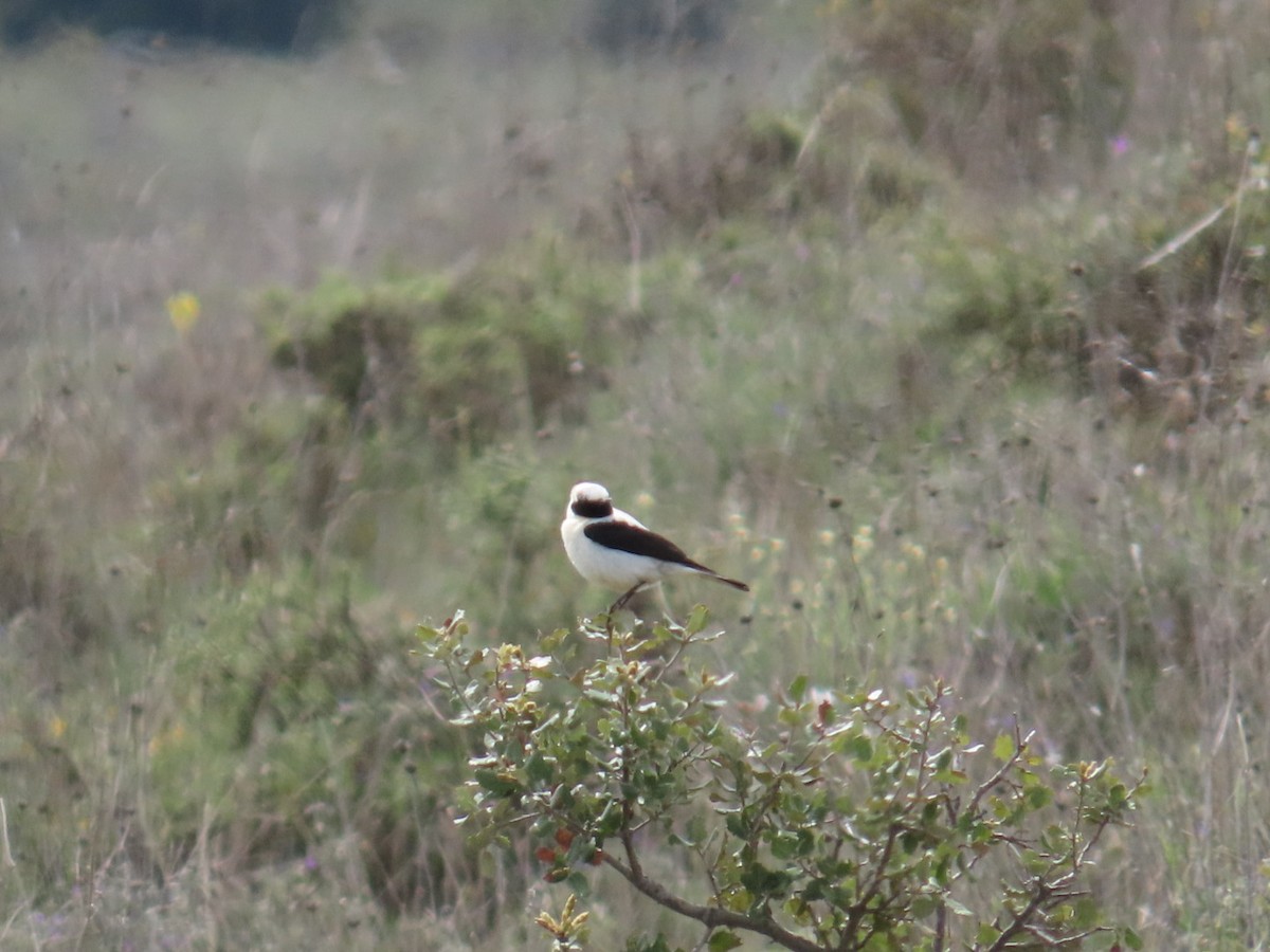 Western Black-eared Wheatear - ML657697360