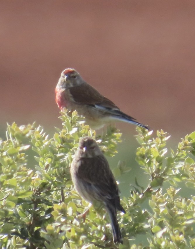 Eurasian Linnet - ML657697381