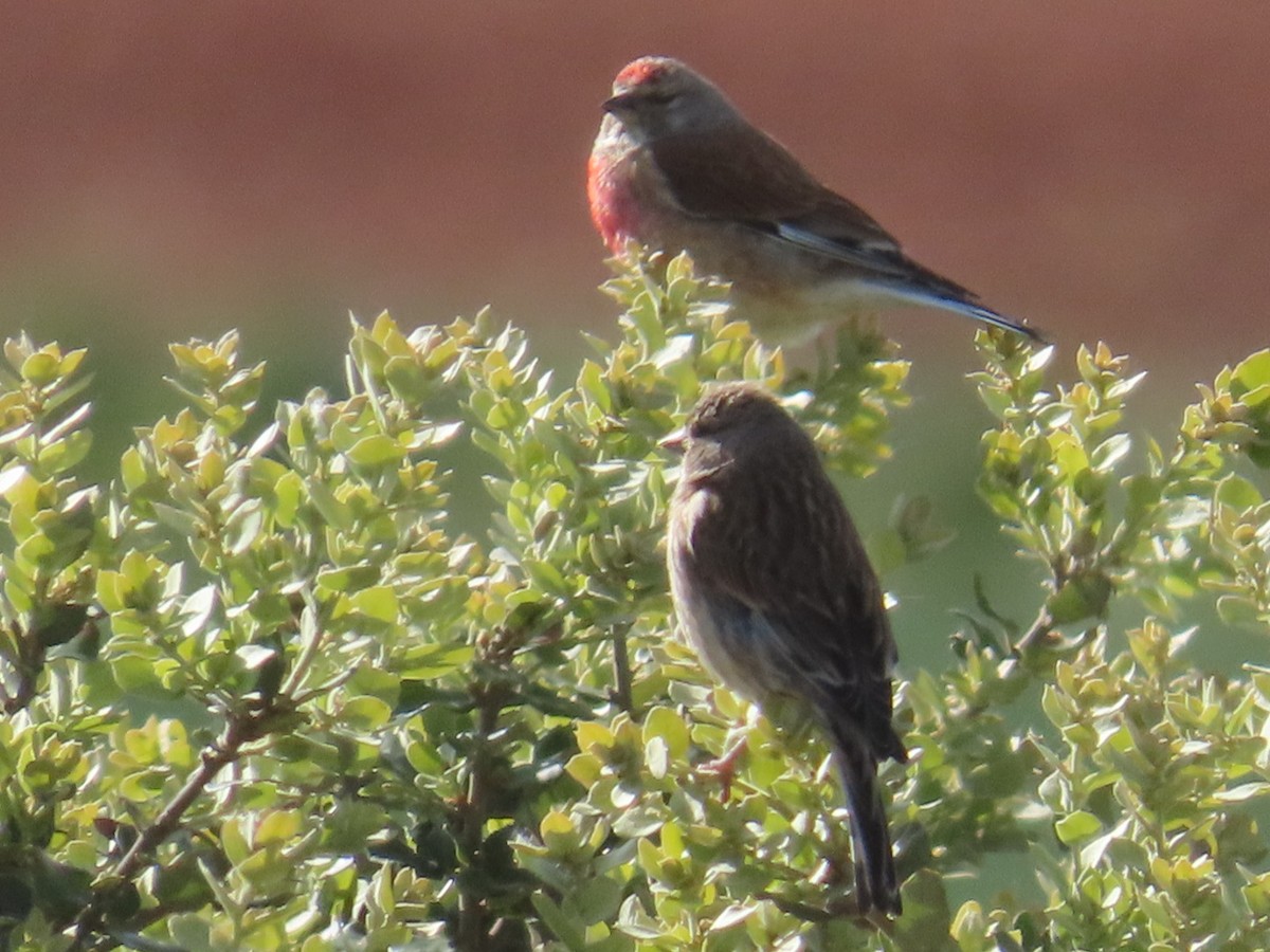 Eurasian Linnet - ML657697382