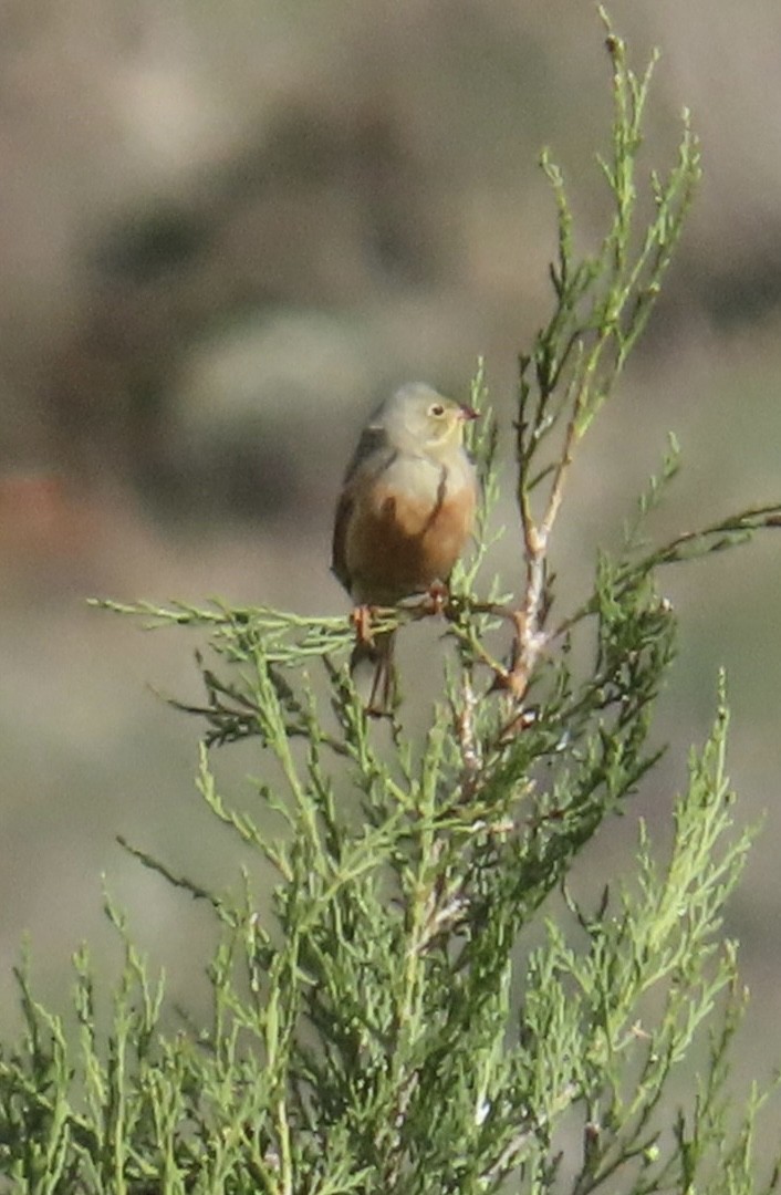 Ortolan Bunting - ML657697406