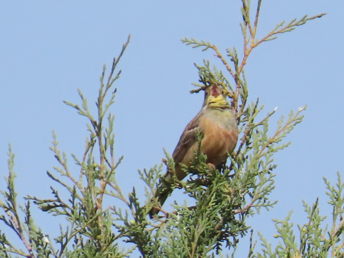 Ortolan Bunting - ML657697421
