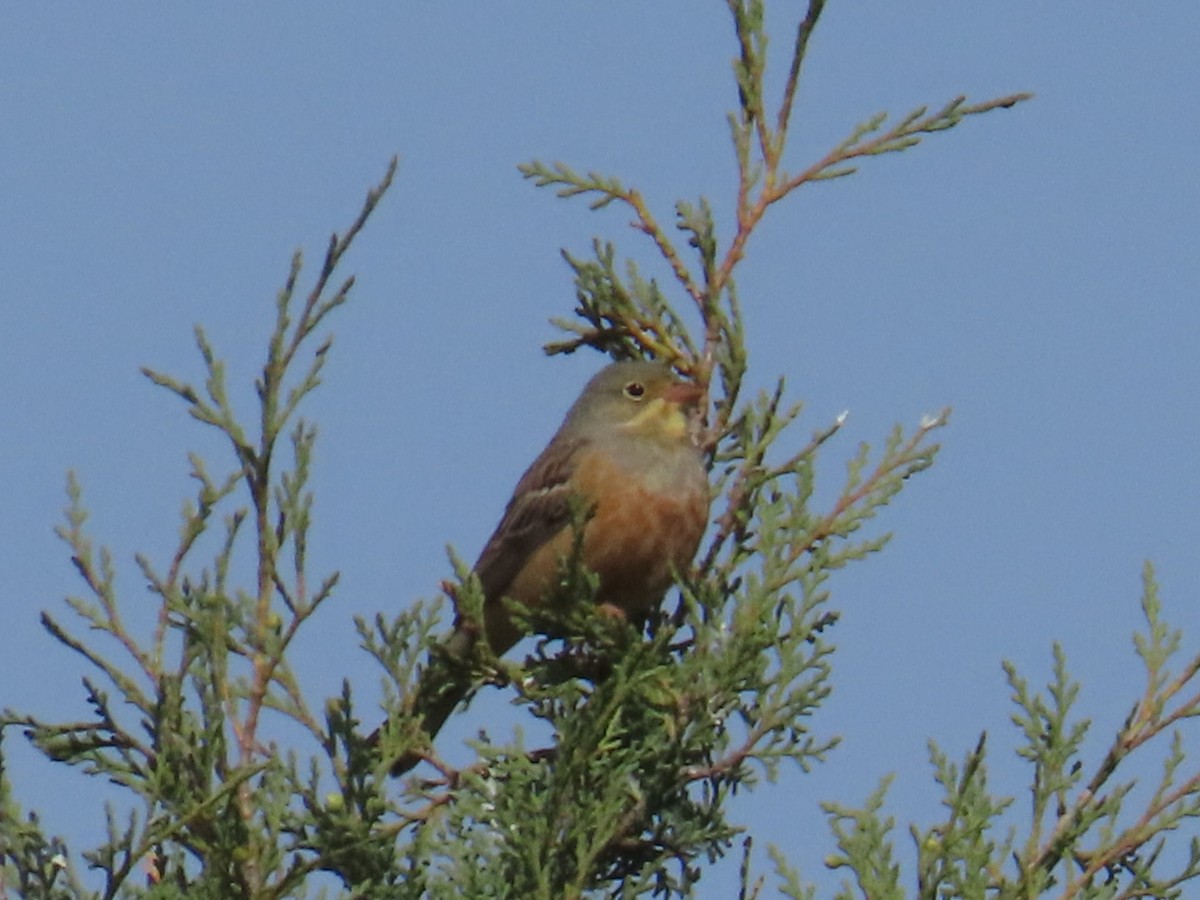 Ortolan Bunting - ML657697422