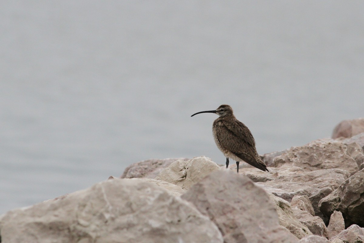 Whimbrel - ML65769761