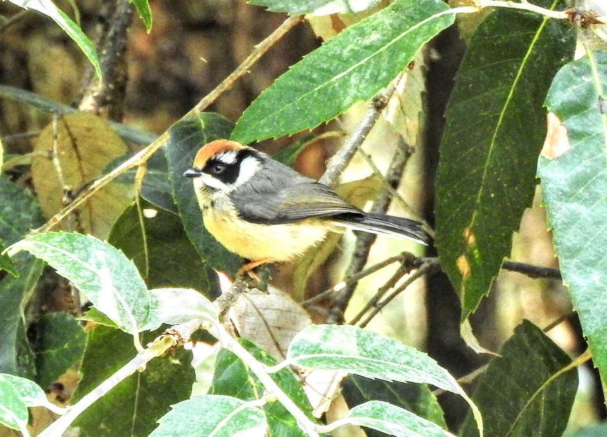 Black-throated Tit - ML657697612