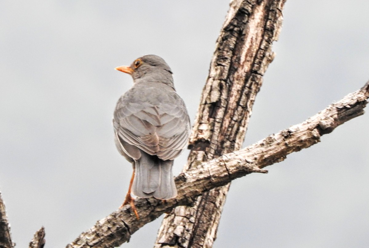 Tickell's Thrush - ML657697638