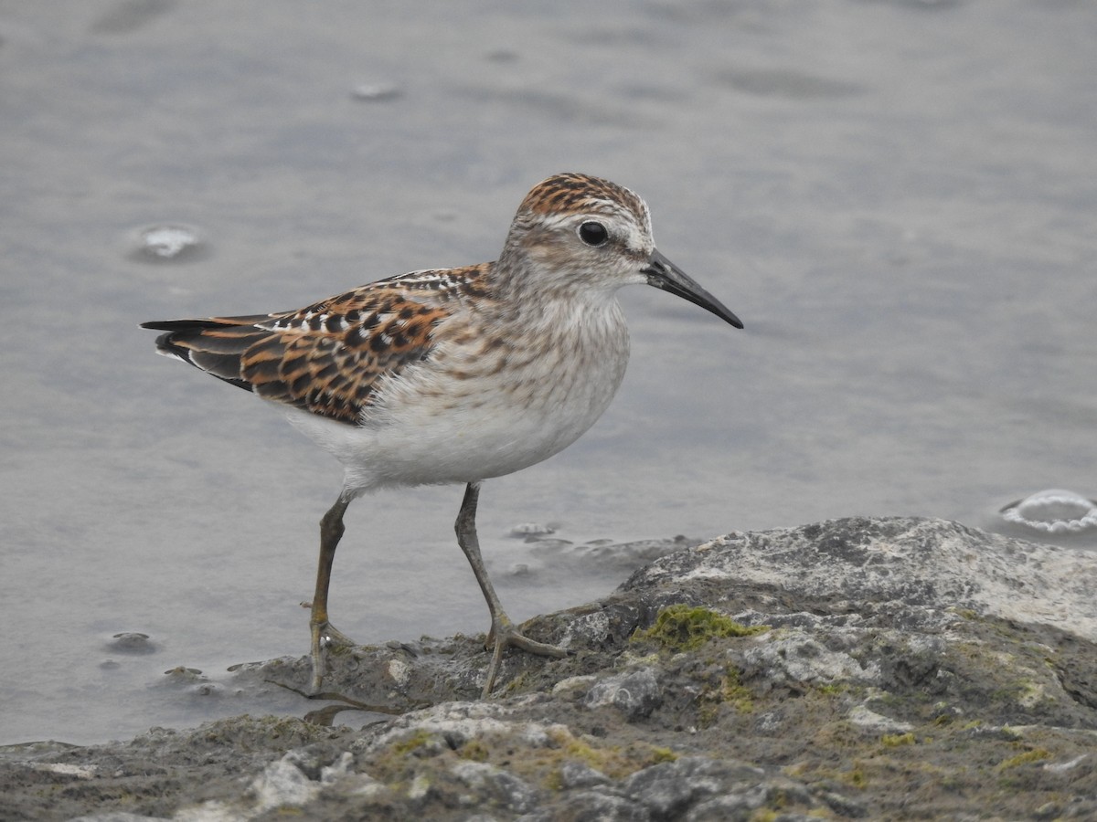 Least Sandpiper - Zach Schwartz-Weinstein