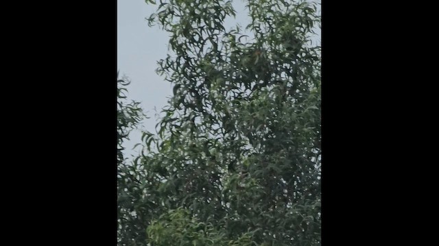 Lesser Whistling-Duck - ML657697873