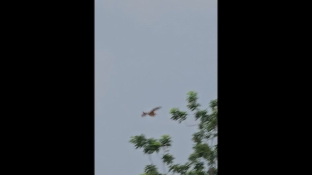 Cinnamon Bittern - ML657697992