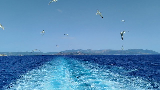 Gümüş Martı - ML657698063