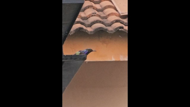 Brown-throated Sunbird - ML657698225