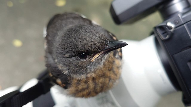 Oriental Magpie-Robin - ML657698364